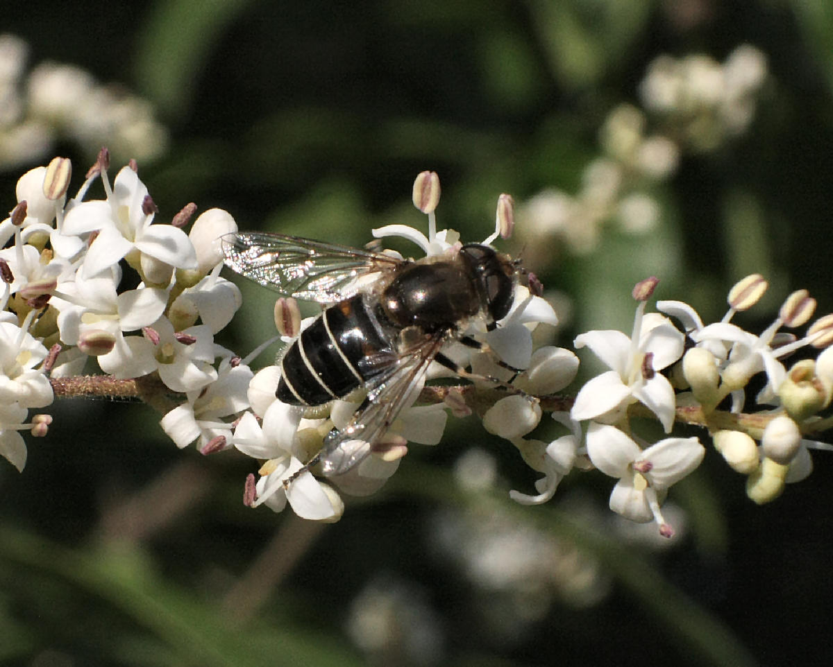 Eristalis ........  interrupta o arbustorum ?